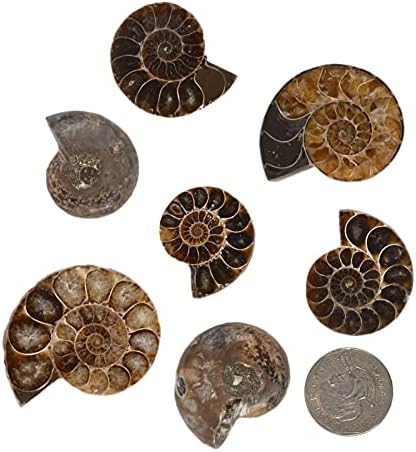 1/2 lb. kriška prirodnog amonita spiralni fosili puževa za izradu nakita Kolekcija kamenja Madagaskar